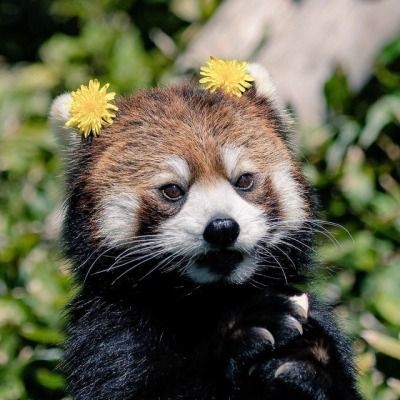 fennwah@yiff.life